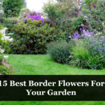 15 Best Border Flowers For Your Garden
