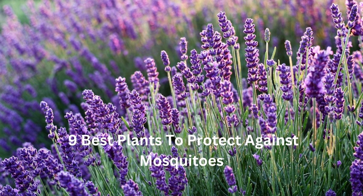 9 Best Plants To Protect Against Mosquitoes