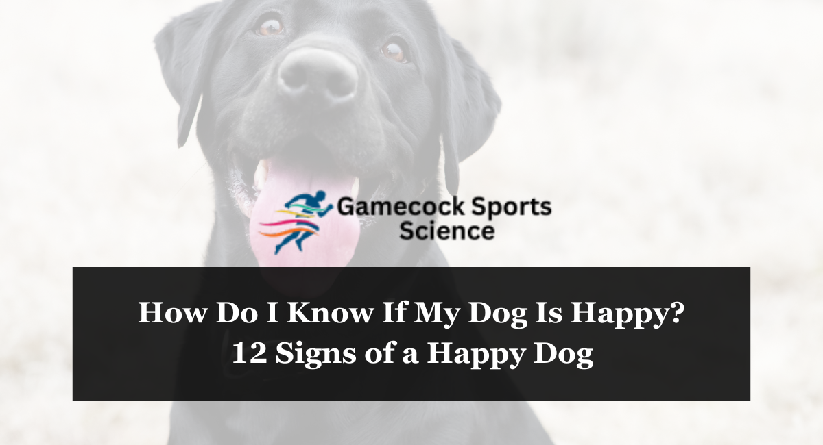 How Do I Know If My Dog Is Happy 12 Signs of a Happy Dog